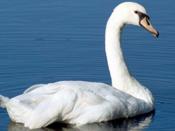 Rüyada Kuğu Görmek