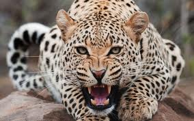 Rüyada Leopar Görmek