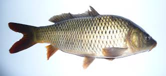 Rüyada Sazan Görmek
