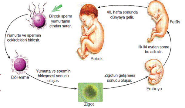 Doğum Öncesi Gelişim Aşamaları