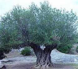 Rüyada Zeytin Ağacı Görmek