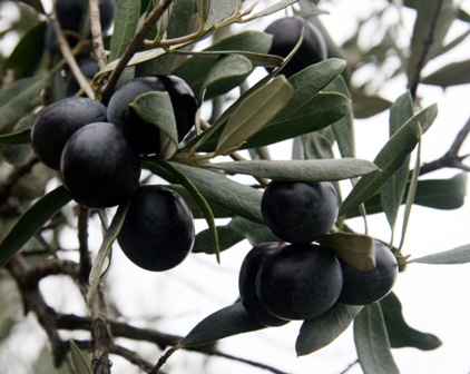 Rüyada Zeytin Görmek