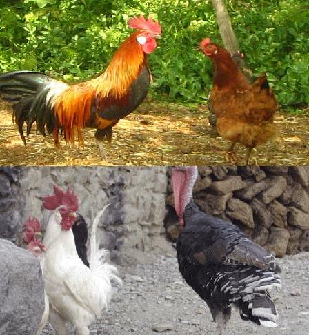 Kümes Hayvanlarının Mutfaktaki Yeri ve Önemi